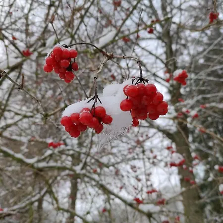 Du Cheval Blanc A Houmont Διαμέρισμα Sainte-Ode