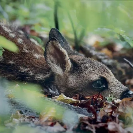 Du Cheval Blanc A Houmont Apartman Sainte-Ode